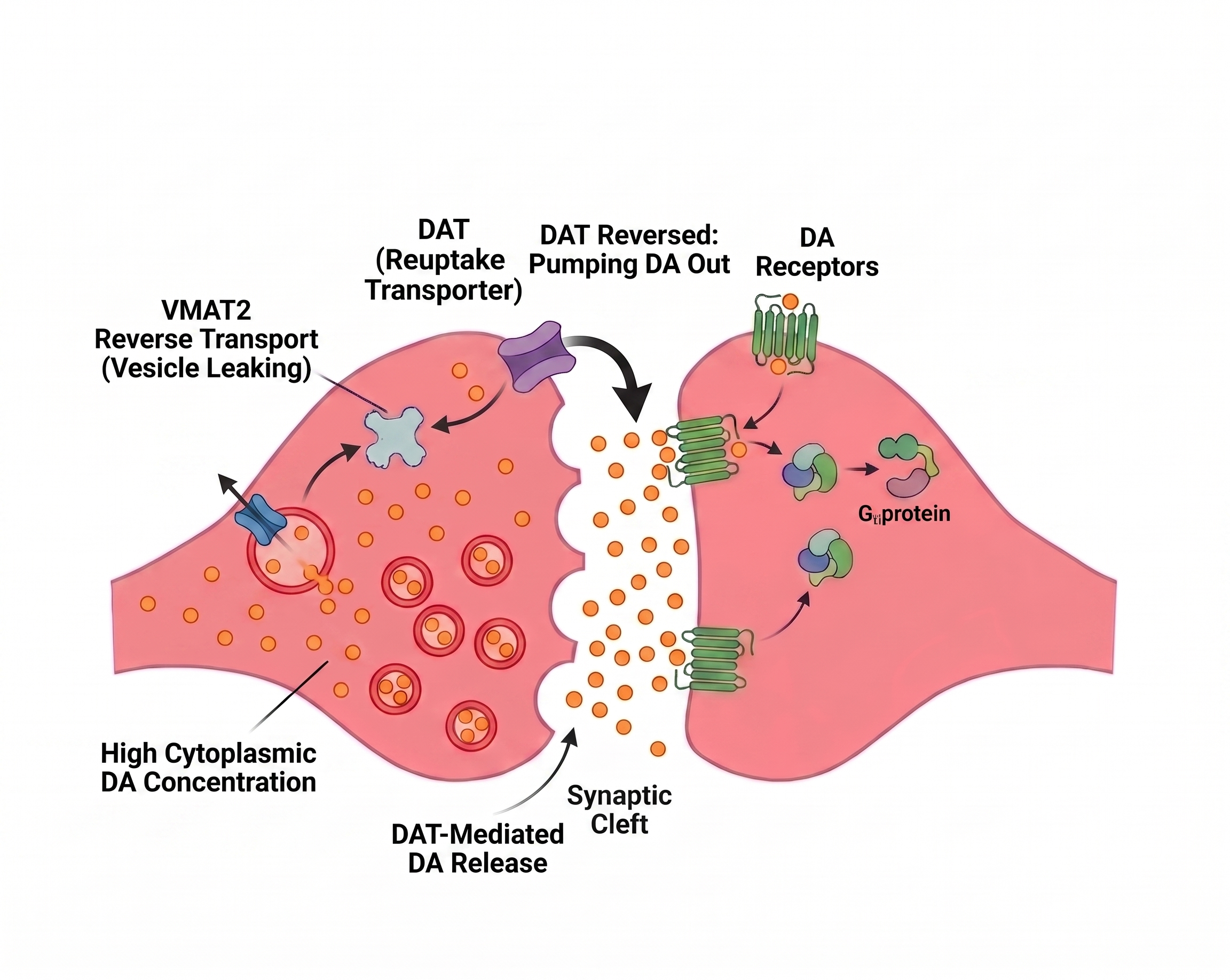 Dopaminergic synapse on amphetamines